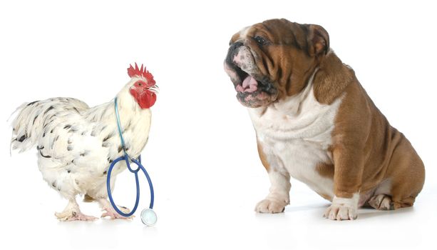 veterinary care - chicken doctor taking care of an upset english bulldog patient 