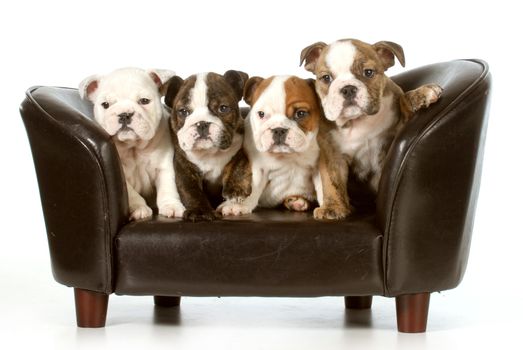 litter of puppies - english bulldog puppies sitting on a couch - 8 weeks old