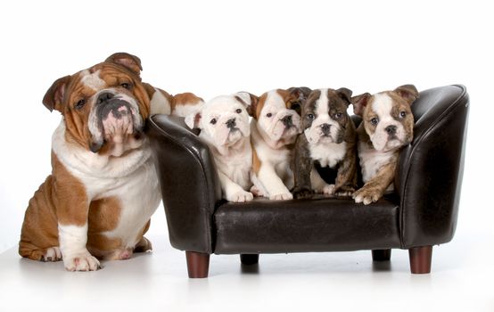 dog family - english bulldog father sitting beside litter of four puppies sitting on couch isolated on white background