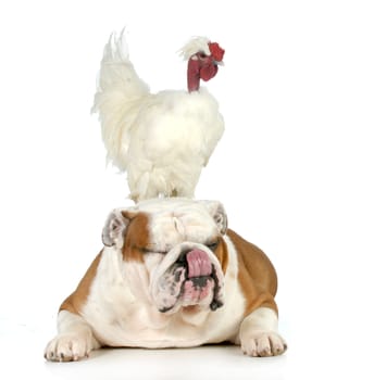 cock and bull - english bulldog with a chicken sitting on his head isolated on white background