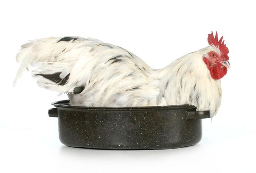 roast chicken - rooster sitting in a roasting pan isolated on white background