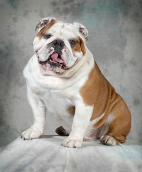 english bulldog portrait - 4 year old male