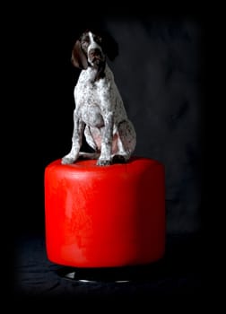 german shorthaired pointer puppy sitting on red stool on black background - 11 weeks old