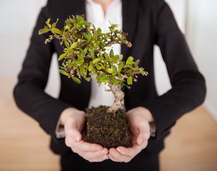 Close-up of beautiful young businesswoman holding Bonsai tree