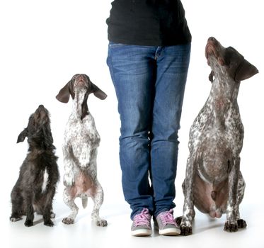 dog training - woman with two german shorthaired pointers and a mixed breed all looking up to her for direction isolated on white background