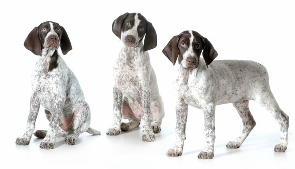 three puppies - german shorthaired pointer puppies from same litter isolated on white background - 11 weeks old