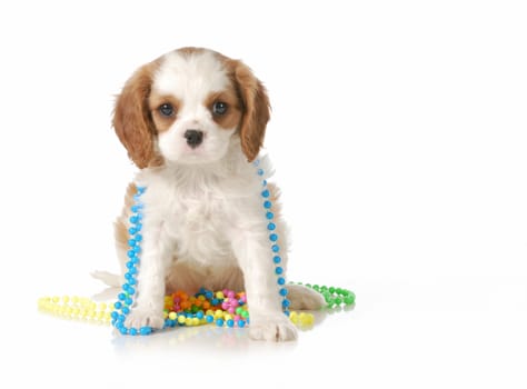 cute puppy - female cavalier king charles spaniel puppy sitting looking at viewer isolated on white background - 10 weeks old