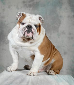 english bulldog portrait - 4 year old male