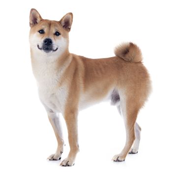 shiba inu in front of white background