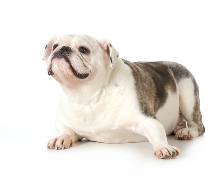 english bulldog female portrait - 4 year old male