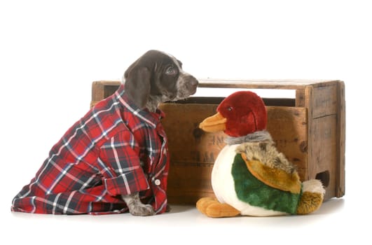 hunting dog - german shorthaired pointer wearing plaid shirt sitting beside stuffed duck isolated on white background - 7 weeks old