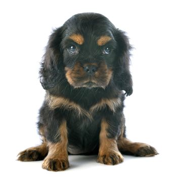 young puppy cavalier king charles in front of white background