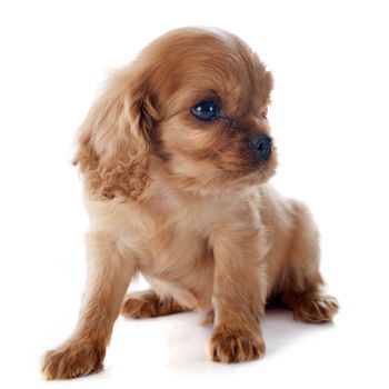 young puppy cavalier king charles in front of white background