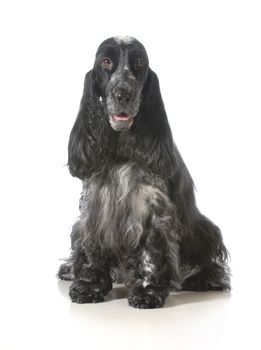english cocker spaniel sitting looking at viewer isolated on white background