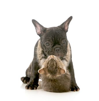 puppy love - kitten with arms wrapped around french bulldog puppy giving a hug isolated on white background