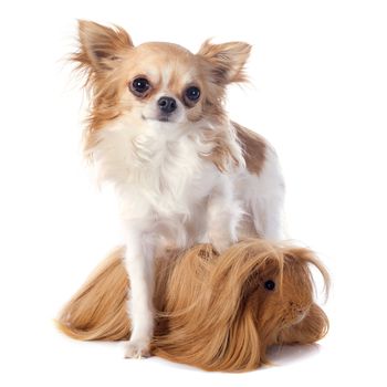 Peruvian Guinea Pig and chihuahua in front of white background
