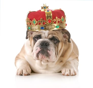 dog wearing crown - english bulldog wearing king's crown laying looking at viewer isolated on white background