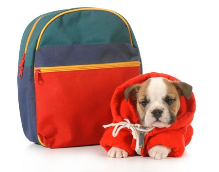 puppy classes - english bulldog puppy dressed up for school isolated on white background - 7 weeks old