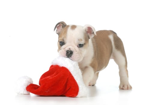 christmas puppy - english bulldog puppy carrying santa hat isolated on white background - 7 weeks old