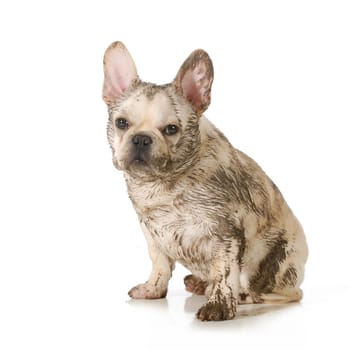 dirty dog - french bulldog covered in mud sitting looking at viewer isolated on white background