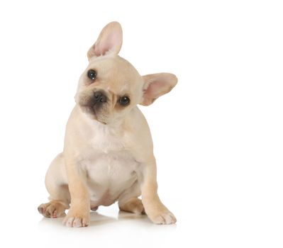 curious puppy - adorable french bulldog puppy with cute expression looking at viewer on white background