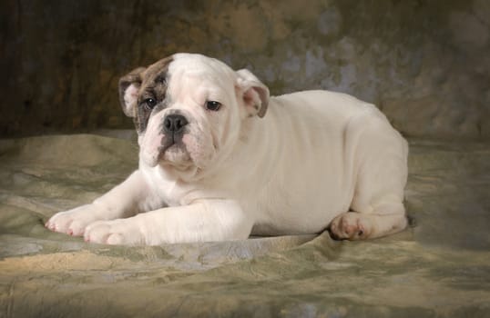 cute puppy - english bulldog puppy laying down looking at viewer - 12 weeks old