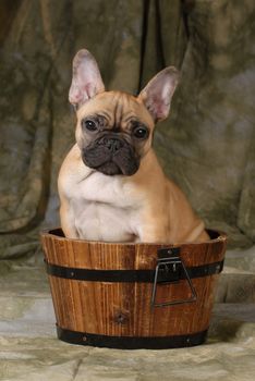 french bulldog puppy sitting in a wash basin on a green background