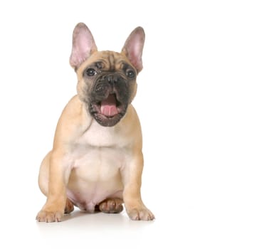 expressive puppy - french bulldog with surprised expression - 4 months old isolated on white background