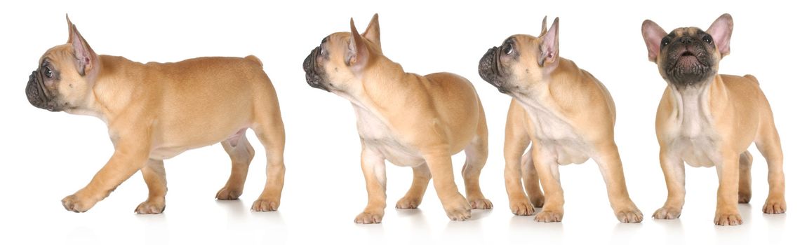 puppy barking and moving series - french bulldog 