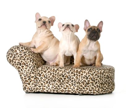 three french bulldog puppies on a dog bed isolated on white background