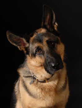 german shepherd portrait on black background