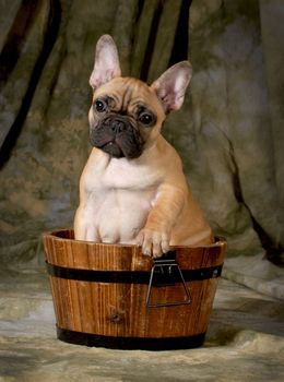 cute puppy - french bulldog puppy in a wooden basin - 3 months old