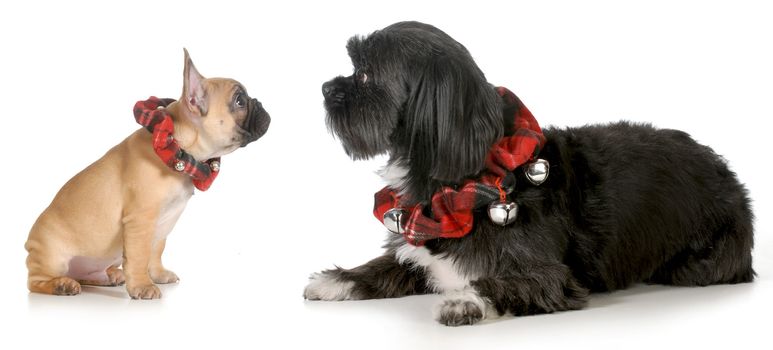 christmas dogs - french bulldog puppy looking at mixed breed friend both wearing christmas collars isolated on white background