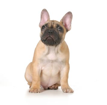 bad dog - french bulldog puppy with ashamed expression looking up isolated on white background