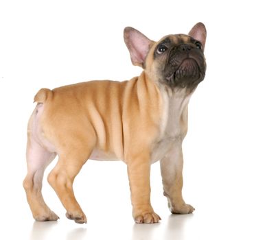 cute puppy looking up - french bulldog standing isolated on white background - 3 months old