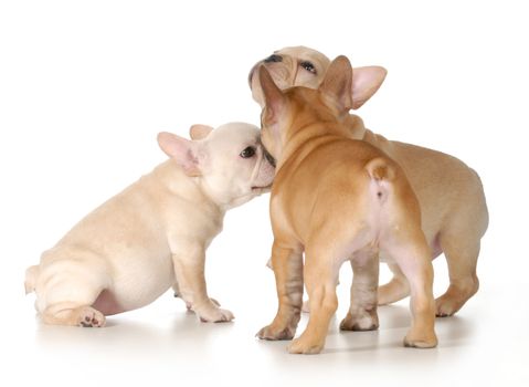 puppies playing - three french bulldog puppies playing isolated on white background - 3 months old