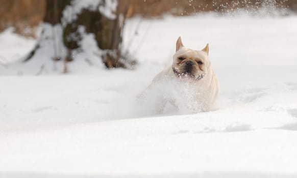 dog running in snow - french bulldog playing in fluffy snow - 2 year old male