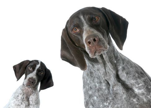 adult and puppy german shorthaired pointer isolated on white background