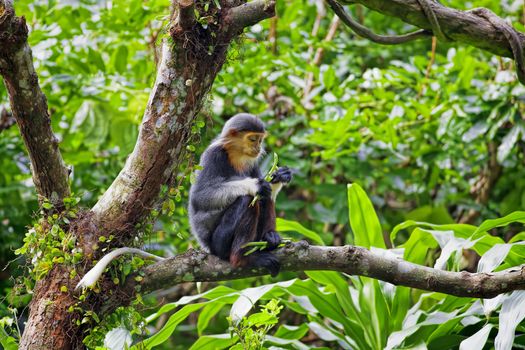 Red-shanked Douc in the forest of Cambodia