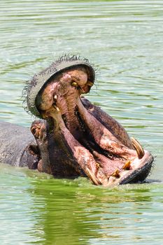 A hippo in Mikumi National Park of Tanzania.