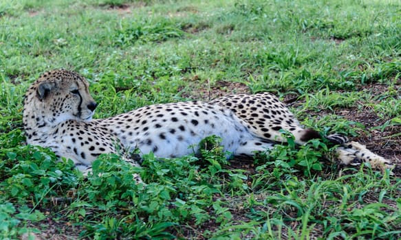The leopard lying on green grass in South Africa.