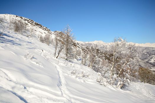 Ascent tour ski tracks on snowy slope with sparse larch and birch tree and winter scenic landscape