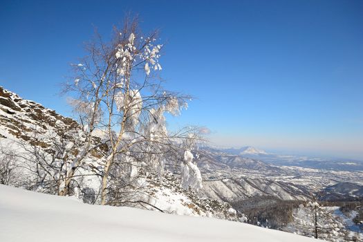 Ascent tour ski tracks on snowy slope with sparse larch and birch tree and winter scenic landscape