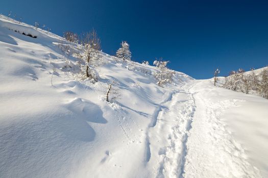 Ascent tour ski tracks on snowy slope with sparse larch and birch tree and winter scenic landscape