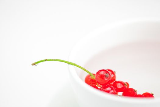 branch of red currants and a cup with a plate isolated on white