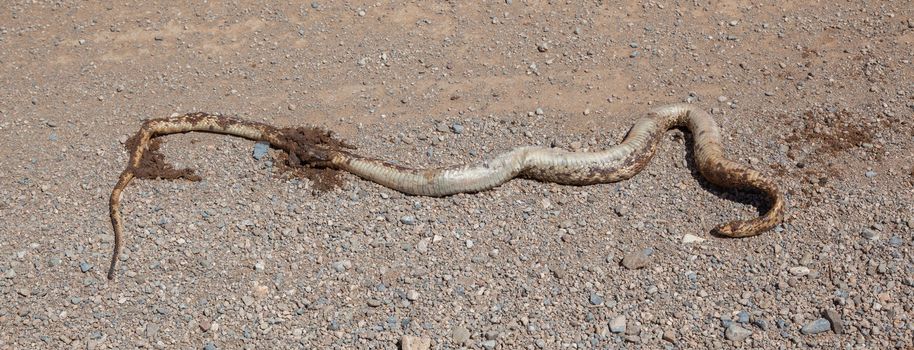 Roadkill - Horned Adder snake on a gravel road in Namibia