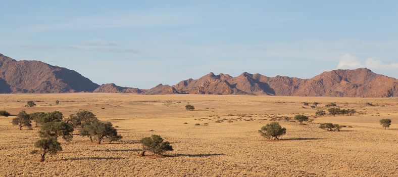 Desert landscape with grasses, red sand dunes and an African Acacia tree, Sossusvlei, Namibia, southern Africa