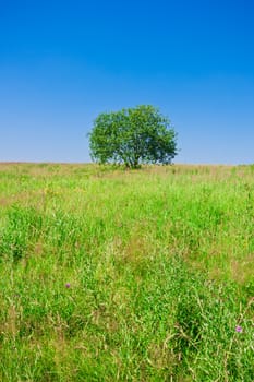 Beautiful photo of single tree in green field