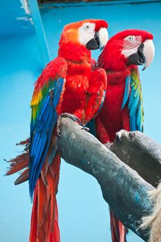 Couple of cute tropical parrots Ara macao or Scarlet Macaw