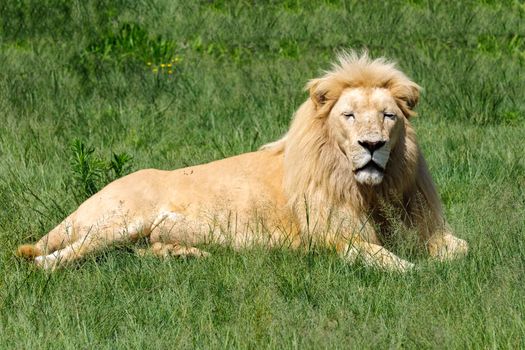 The lion king lying on the grass in South Africa.